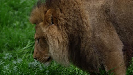 male-lion-walking-in-super-slow-motion-close-up