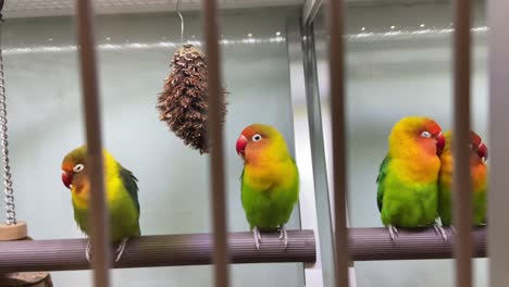 Small-little-birds-Sun-Conure-in-the-cage-at-a-Pet-Shop-in-Sydney,-Australia