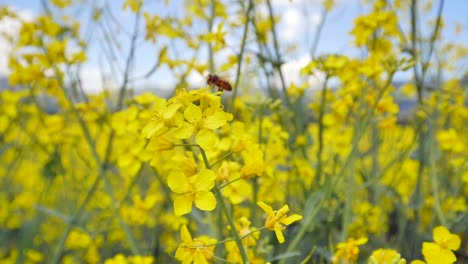 Zeitlupenaufnahmen-Von-Fliegenden-Bienenbestäubern,-Die-Pollen-Von-Einem-Blumenfeld-Sammeln