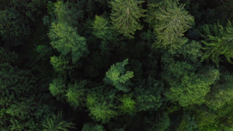 Smooth-flight-with-a-drone-over-a-green-forest-with-fir-trees-in-germany,-idyllic-natural-scenery