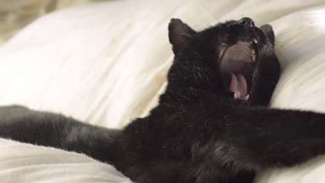 Die-Schläfrige-Schwarze-Katze-Gähnt-Und-Blickt-In-Die-Kamera