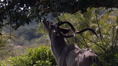 African-Kudu-Bull-Antelope-Male-Eating-Tree-Leaves-in-Shade-of-Natural-Preserve,-Full-Frame-Slow-Motion