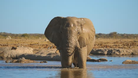 Nasser,-Schlammiger-Afrikanischer-Elefant,-Der-Im-Wasserloch-Steht-Und-Das-Wasser-Genießt