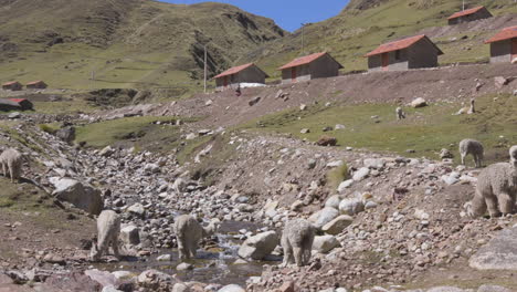 Alpakas-Und-Lamas-Trinken-Aus-Einem-Fluss,-Der-Durch-Die-Abgelegene-Andengemeinde-Kelkanka-In-Den-Bergen-Perus-Fließt