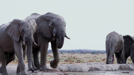 Junggesellenherde-Trinkende-Elefanten-Am-Schlammloch-Im-Nxai-Pan-Nationalpark,-Botswana-–-Mittlere-Aufnahme
