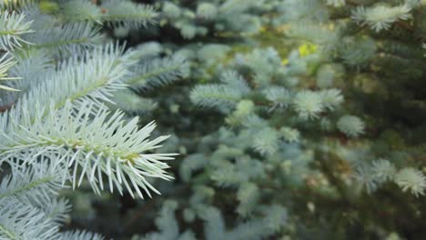 Close-up-shot-of-a-pine-tree-bloom-slow-motion-video