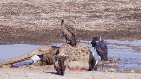 Marabou-Storks-And-Vultures-Scavenge-A-Giraffe-Carcass---Medium-Shot