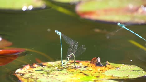 A-Pair-Of-Mating-Dragonflies-On-The-water-leaf-during-breeding-season,closeup