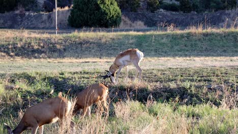 A-buck-pronghorn-walking-near-a-small-herd-of-Mule-Deer-while-grazing-in-New-Mexico