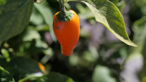 Small-Red-Capsicum-Growing-In-A-Garden,-CLOSE-UP