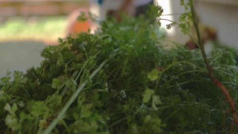 Close-up-shot-of-a-bundle-of-harvested-cilantro-in-a-produce-farm