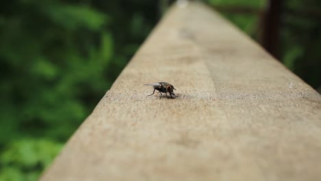 A-fly-standing-on-a-wood-railing-with-a-natural-green-background