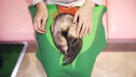A-Sleeping-Meerkat-Being-Petted-By-A-Lady-On-Her-Lap-At-An-Animal-Cafe-In-Harajuku,-Tokyo,-Japan---medium-shot