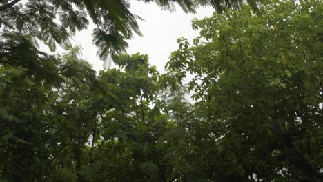 Rainforest-With-Lush-Green-Trees-In-Fiji-Island-On-Rainy-Day---medium-shot