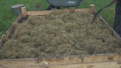 Raking-hay-over-raised-garden-bed-as-mulch