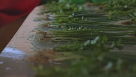 Bundles-of-freshly-harvested-green-onions-being-prepared-for-distribution