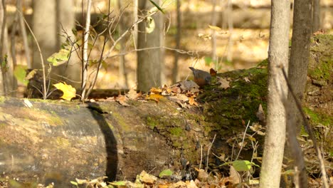 American-robin-bird-in-fall-investigated-the-fall-tree-trunk-for-food-sources