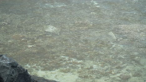 Vida-Acuática-En-Las-Aguas-Poco-Profundas-De-Fiji,-Arrecifes-De-Coral-Y-Peces-Pequeños-Nadando