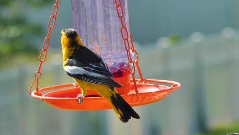 Adult-male-Bullock's-oriole-eats-from-a-jelly-feader-then-flies-away