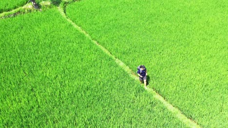 Philippinisches-Ackerland,-Das-Eine-Junge-Dame-Zeigt,-Die-Einen-Langen-Spaziergang-Zwischen-Den-Grünen-Reisfeldern-Mit-Wachsenden-Landwirtschaftlichen-Nutzpflanzen-Macht-–-Luftaufnahme
