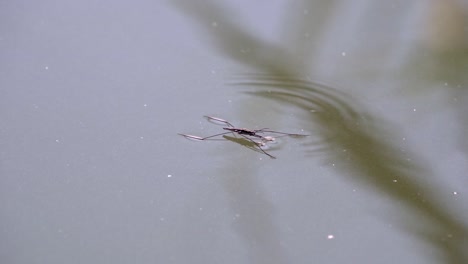 Water-Skimmer-swimming-on-The-Surface-Of-A-pond,close-up-shot