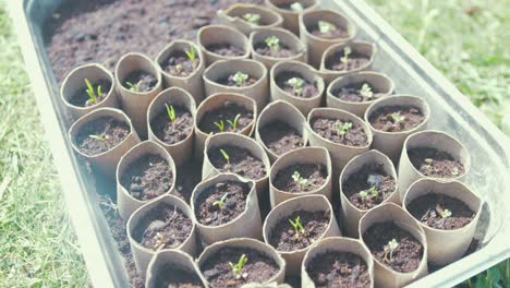Sprouting-vegetables-seeds-in-recycled-toilet-roll-tubes