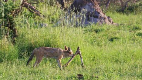 Black-backed-Jackal-Trying-To-Rip-Off-A-Piece-Of-A-Big-Bone-Of-A-Dead-Animal-In-Nxai-Pan-National-Park,-Botswana