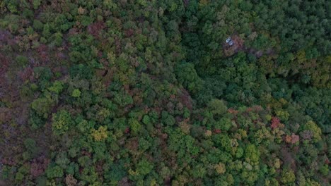 Aerial-view-of-dense-forest-with-with-green-trees-and-bushes