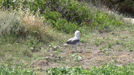 Slow-motion-pan-shot-of-wounded-seagull-walking-in-the-fields