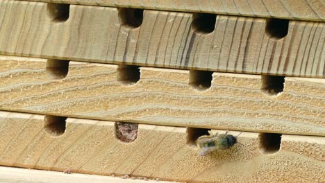 Solitary-Bees-Using-Bee-nesting-box-in-a-wild-garden-UK