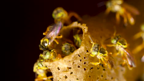 Jatai-bee-hive-closeup,-macro