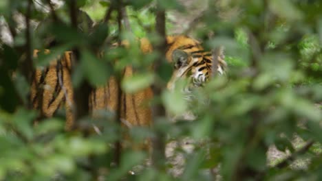 Tiger-Entdeckt-Dich-In-Zeitlupe-Durch-Den-Wald