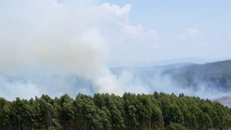 Thick-Smoke-Above-Forest
