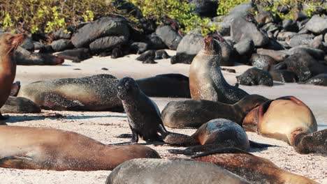 Fauler-Strandtag-Auf-Den-Von-Seelöwen-Bedeckten-Galapagos-Inseln