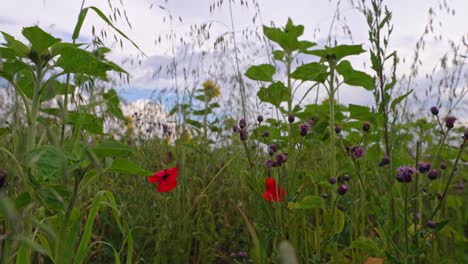 Low-perspective-view-and-a-field-with-red-poppy-plants-and-a-blurry-sunflower-in-fron-of-a-cloudy-sky,-while-a-bee-is-flying-from-flower-to-flower