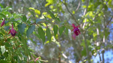 Mediterrane-Glockenförmige-Rosa-Blüten-Auf-Grüner-Buschgartendekoration