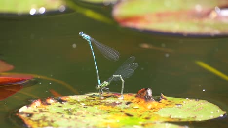 Pairing-Of-Beautiful-Dragonflies-on-water-lily-in-natural-pond,static-close-up