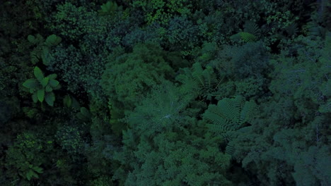 Aerial-drone-video-of-Green-forest--New-Zealand