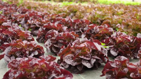 Close-up-view-of-organic-and-sustainable-red-lettuce,-inside-a-pesticide-free-greenhouse