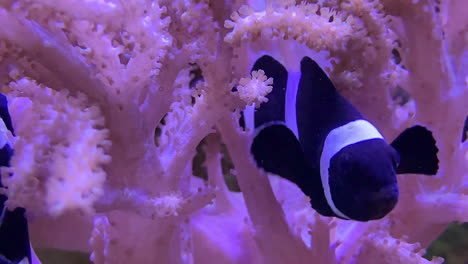 Black-clown-fish-living-in-it's-pink-anemone,-close-up