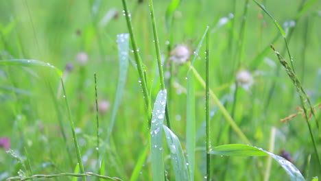Dew-on-the-grass-at-the-morning