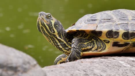 Close-up-shot-of-turtle-stretches-his-neck-up-in-the-air-beside-natural-lake-during-daytime