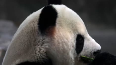 Nahaufnahme-Eines-Großen-Pandas,-Der-Bambus-Kaut