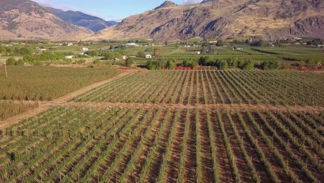 Flying-sideways-above-apple-trees-in-Similkameen-valley-orchard-with-mountains-in-the-background