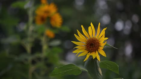 Sunflower-sways-in-wind