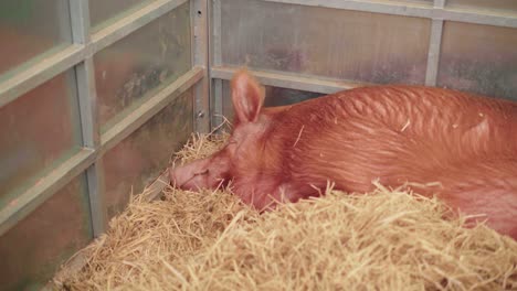 Duroc-Pig-Sleeping-On-The-Hays-Inside-The-Pigsty-During-An-Agricultural-Show-In-Cornwall,-England,-United-Kingdom