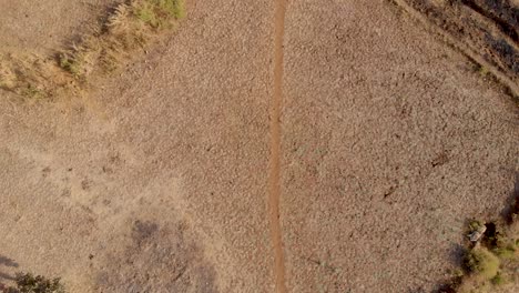 Pan-up-drone-shot-of-a-dry-Indian-hillside-step-farm