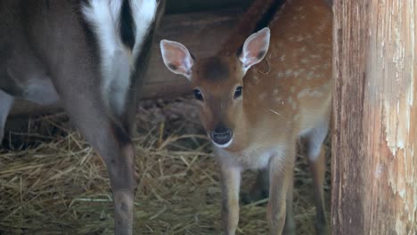 Bambi-baby-fawn-with-brown-hairs-and-white-dots-eating-food-in-hay-barn-during-daytime