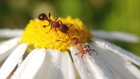 Close-up-shot-of-two-ants-are-seen-walking-across-a-wild-flower