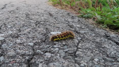 close-up-of-neon-yellow-and-black-spikey-caterpillar-walking-towards-grass